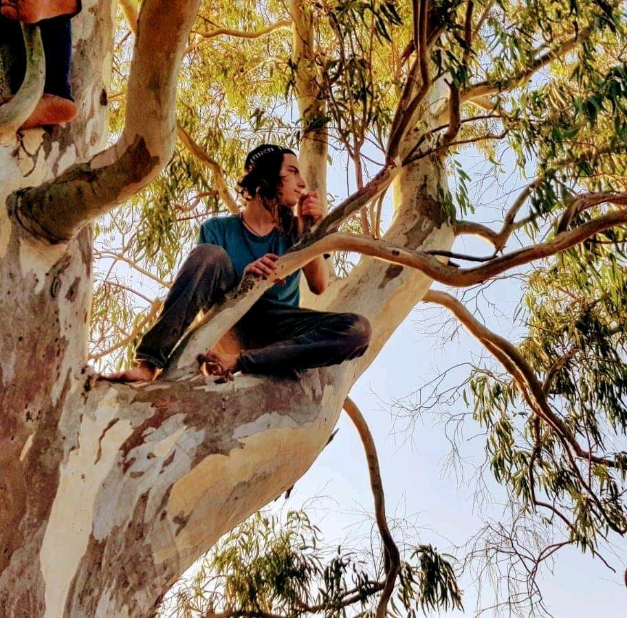 Nanach Friends Event Nanach In A Tree